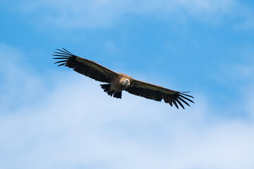 Obraz premium Vautour fauve,.Gyps fulvus, Griffon Vulture, Parc naturel régional des grands causses 48, Lozere, France