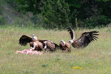 Vautour fauve,Gyps fulvus, Griffon Vulture, Parc naturel régional des grands causses 48, Lozere, France