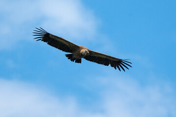 Vautour fauve,.Gyps fulvus, Griffon Vulture, Parc naturel régional des grands causses 48, Lozere, France