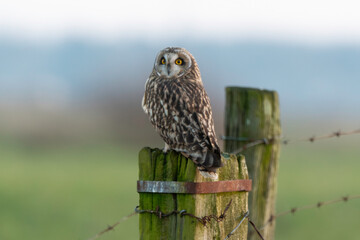 Hibou des marais, Hibou brachyote, Asio flammeus, Short eared Owl, region Pays de Loire; marais Breton; 85, Vendée, Loire Atlantique, France