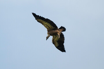Vautour fauve,.Gyps fulvus, Griffon Vulture, Parc naturel régional des grands causses 48, Lozere, France
