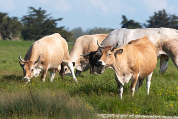 Vache , race Maraichine, region Pays de Loire; marais Breton; 85, Vend&eacute;e, Loire Atlantique, France