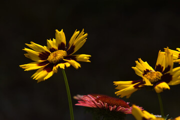 Großblumiges Mädchenauge