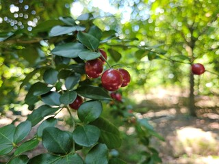 Close up of Limeberry or Triphasia trifoliam, Chinese Lemon, Lime Berry in the garden at Mekong Delta Vietnam.