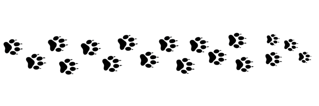 A Set For trail of paw prints isolated on transparent background