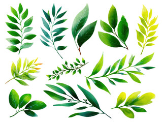 Fototapeta premium green branch with green leaves