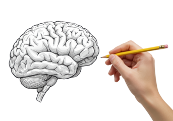 Isolated Sketch of Human Brain Being Drawn by Hand