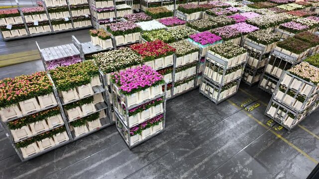 Graded flower bunches receive final barcode labels before loading onto climate-controlled trucks, beginning their 48-hour journey to florists.