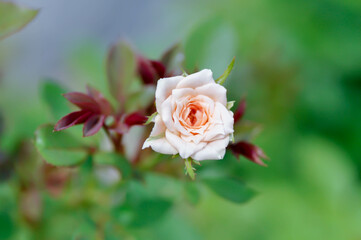 briosa rose , orange rose or Garden roses , zaide rose or William Christie Rose or Mary Rose or Rosa damascena Mill or Rose or Damask rose or Rosaceae or orange flower or old rose rose