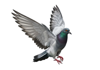 Obraz premium Isolated Pigeon Spreading Wings Mid-Flight