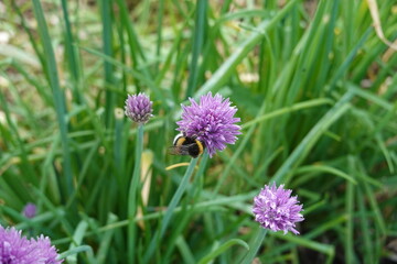 Bumblebee pollinating chive flowers in a garden