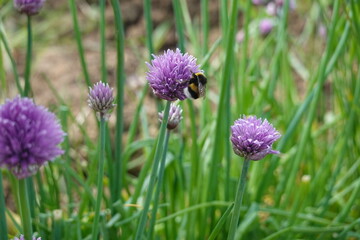 Bumblebee pollinating chive flowers in a garden