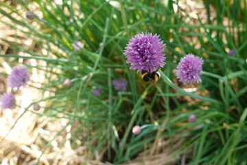 Bumblebee pollinating chive flower in a garden