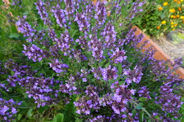 Wood sage blooming in garden bed with purple flowers