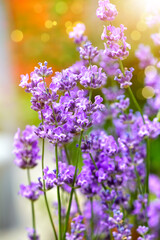 Lavender flowers macro photo with shallow depth of field.