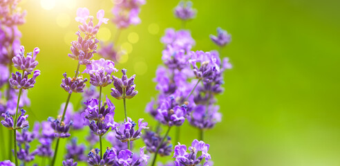 Lavender flowers macro photo with shallow depth of field. Copyspace, place for text on green blurry background.