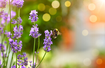 Bee picks honey from lavender flowers. Lavender field flower macro photo with shallow depth of field.