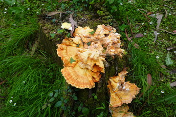 Chicken of the woods mushroom growing on tree stump in green grass