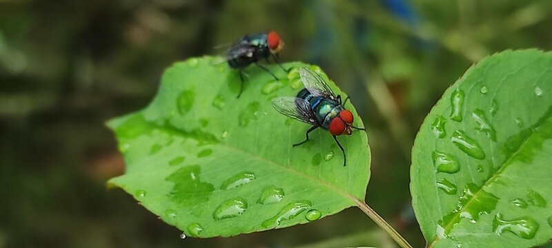 fly on leaf, Chrysomya megacephala, more commonly known as the oriental latrine fly or oriental blue fly. Cochliomyia hominivorax, the New World screwworm fly