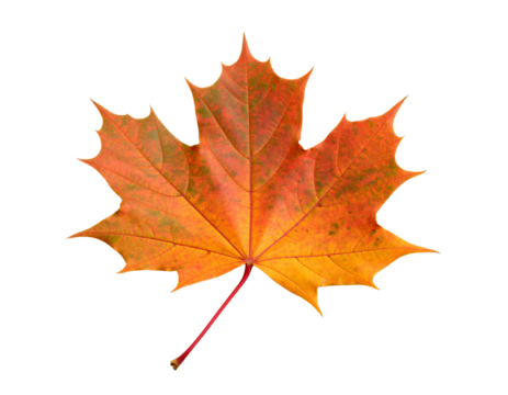Single autumn maple leaf isolated on transparent background