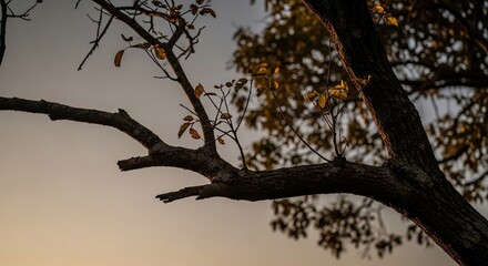 Tree branch reaches towards golden sky