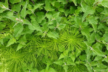 Equisetum and urtica growing together in nature creating a green texture