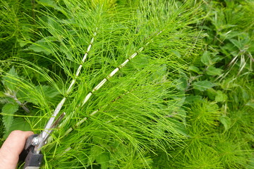 Gardener cutting equisetum arvense with scissors in the garden