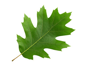 Fototapeta premium Single green oak leaf isolated on transparent background