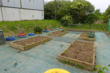School vegetable garden growing with recycled tires and wooden planters
