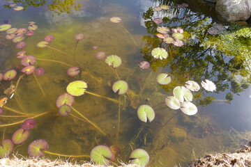 Water lily pads floating on murky pond water reflecting trees