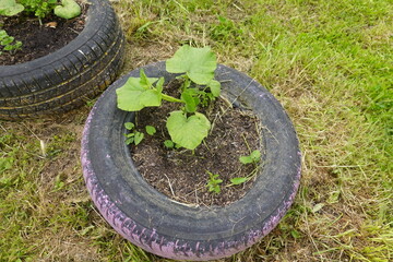 Growing squash plant in recycled tire creates sustainable garden