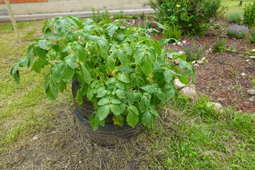 Potato plants growing in a recycled tire in a garden