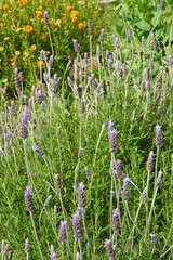 Obraz premium Lavender flowers blooming in a garden with orange flowers in the background