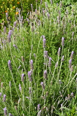 Naklejka premium Lavender flowers blooming in a garden creating a peaceful atmosphere
