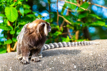 Marmoset Monkey in tropical jungle rainforest Rio de Janeiro Brazil.