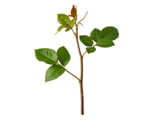 Rose branch with leaves isolated on transparent background