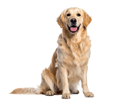 Happy golden retriever dog sitting isolated on transparent background