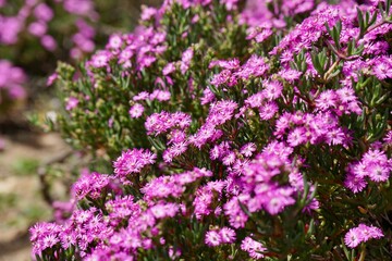 Obraz premium Pink flower bush 