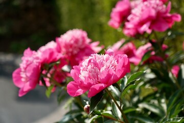 pink peony 