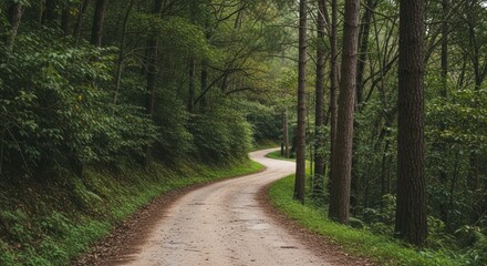 A winding dirt road through a lush forest.