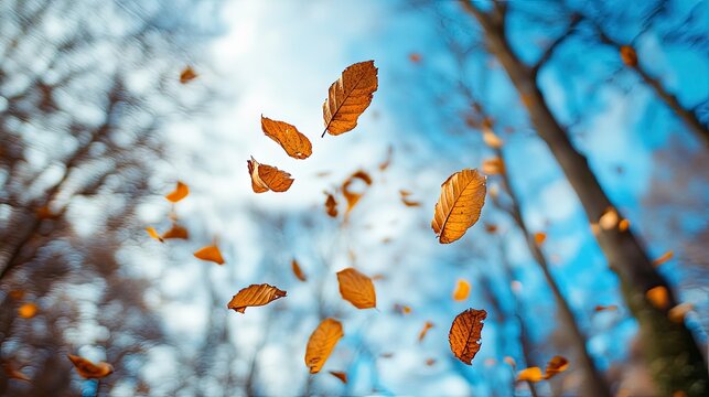 Gust of wind lifting crisp dry leaves with blue sky and faint tree silhouettes in the background