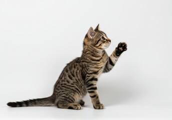 Obraz premium Cute tabby kitten reaching up isolated on white background