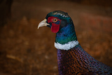 male pheasant portrait