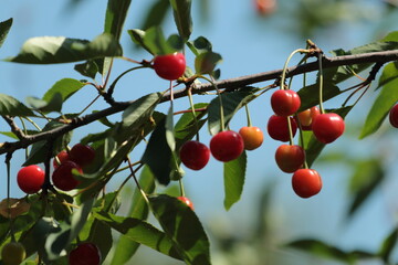 cherries on a tree