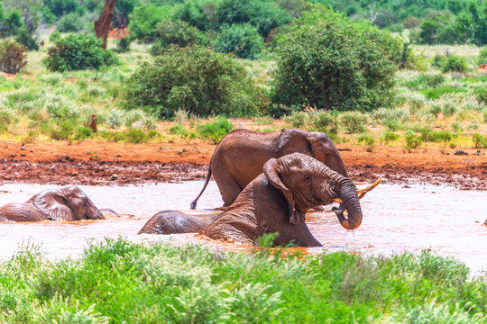 Elephant in East Tsavo Park in Kenya.
