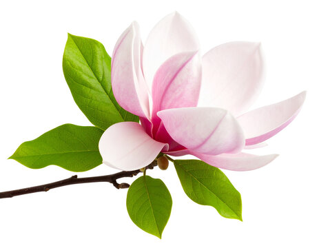 Single Magnolia Branch with Pink Blossoms in Minimalist Style, isolated on transparent background