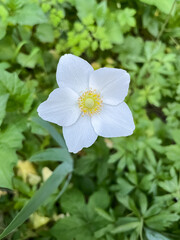 White Anemone Bloom on Lush Green Foliage
