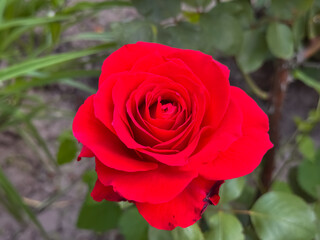 Single Red Rose Bloom Close-Up Perfect Spiral Petals Garden Nature