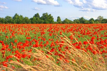 field of poppies