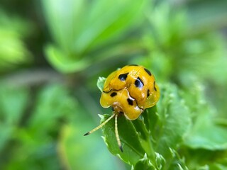 Close-up macro of an orange ladybug with black spots resting on fresh green leaves in a garden under natural sunlight, vibrant insect nature photography